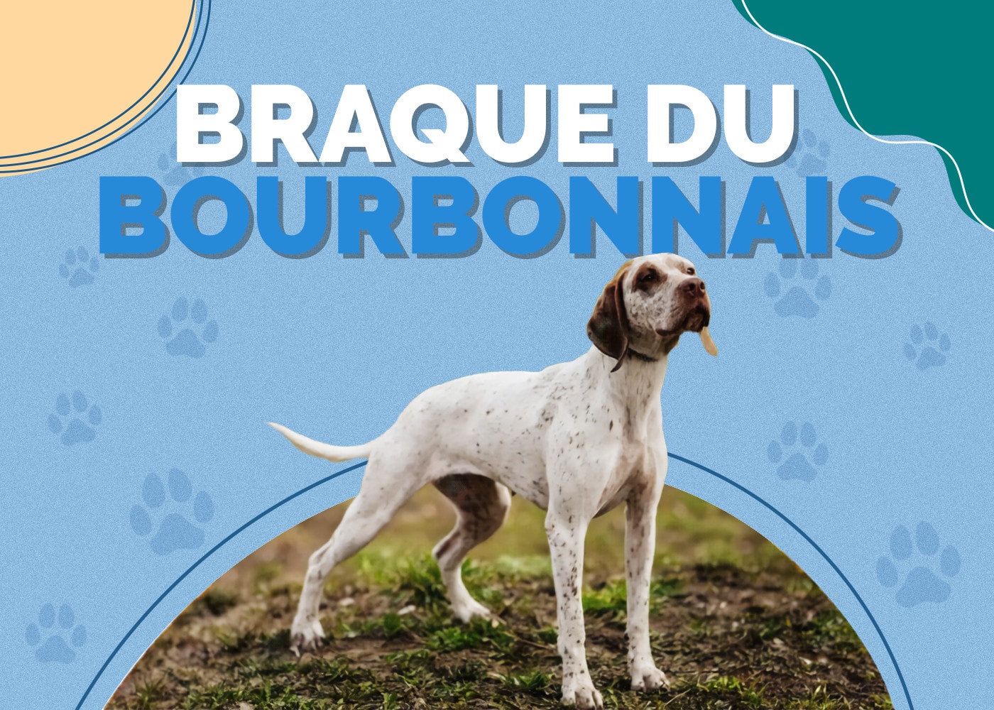 Braque Du Bourbonnais: Dog Breed Info, Pictures, Personality & Facts