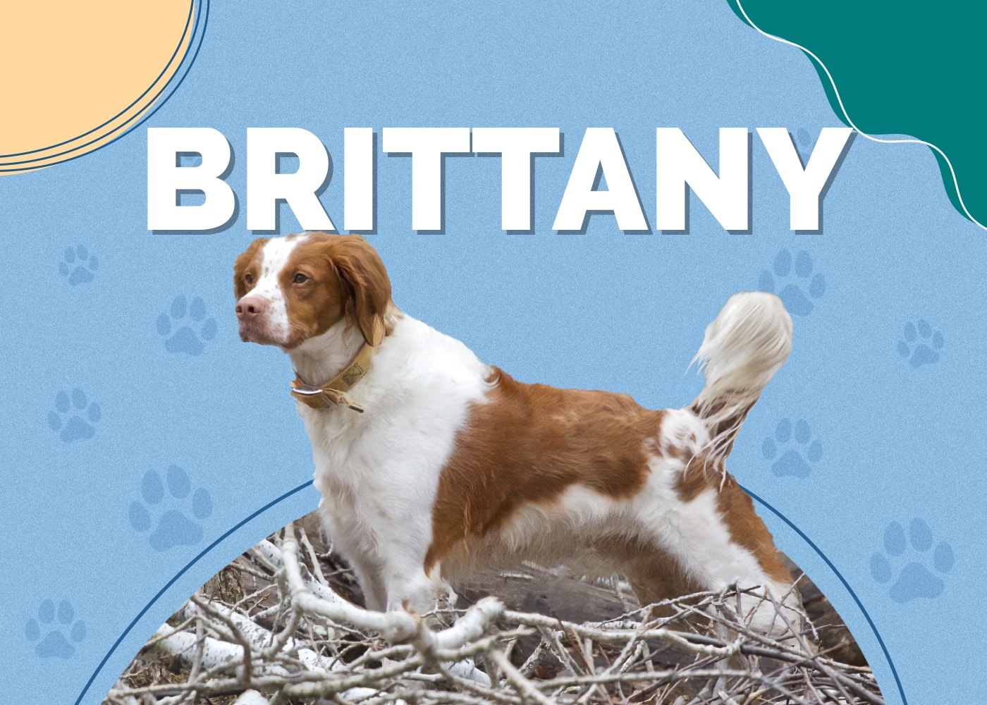 Brittany (Brittany Spaniel) | Dog Breed Info: Pictures, Characteristics & Facts