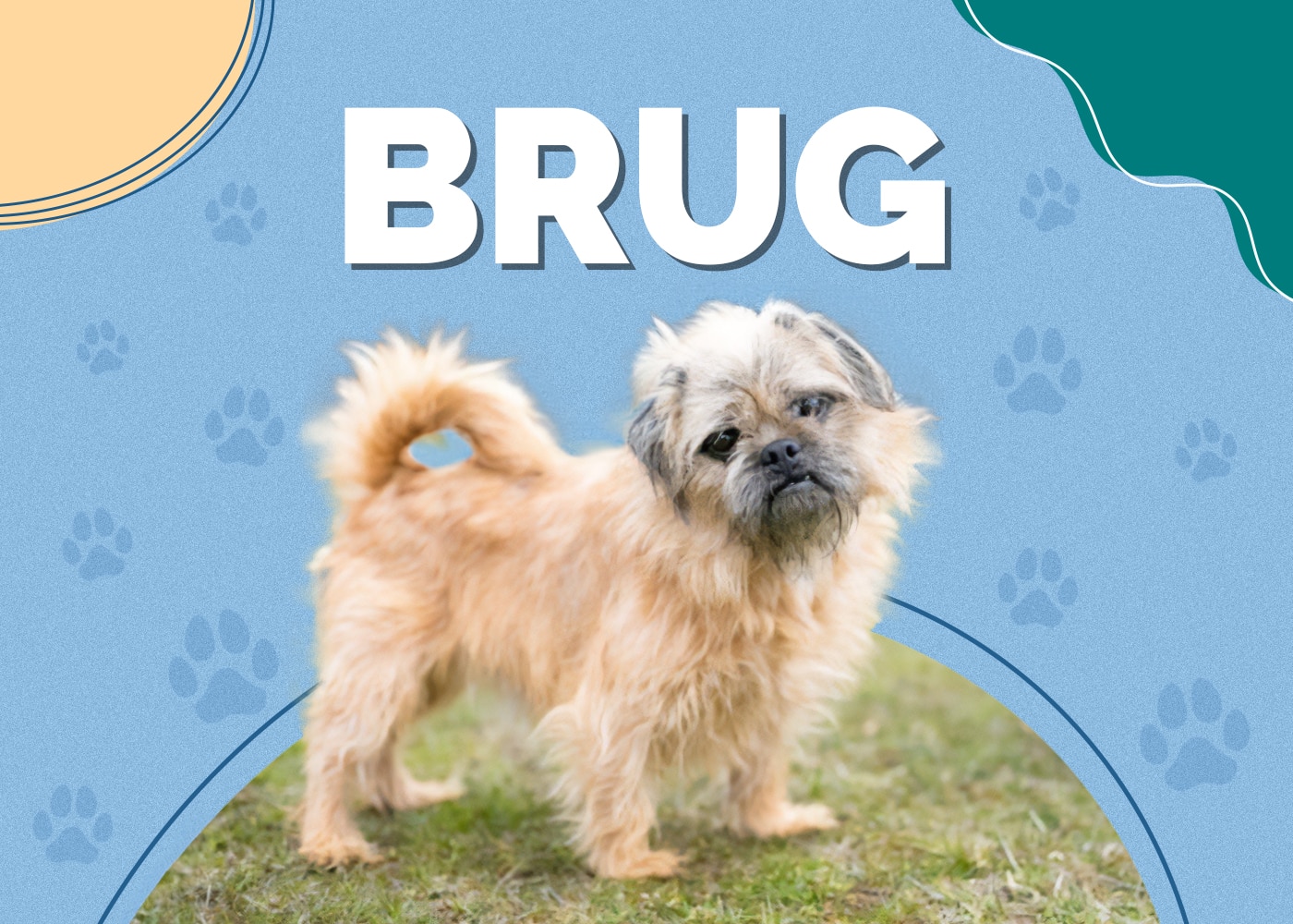 Brug (Brussels Griffon & Pug Mix): Info, Pictures, Facts