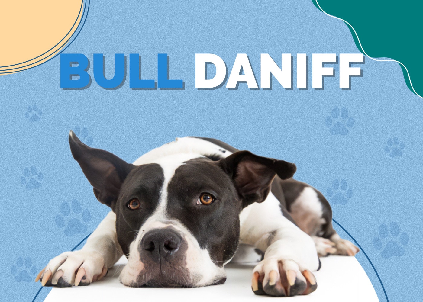 Bull Daniff (Great Dane & Bullmastiff Mix) Info, Pictures, Facts