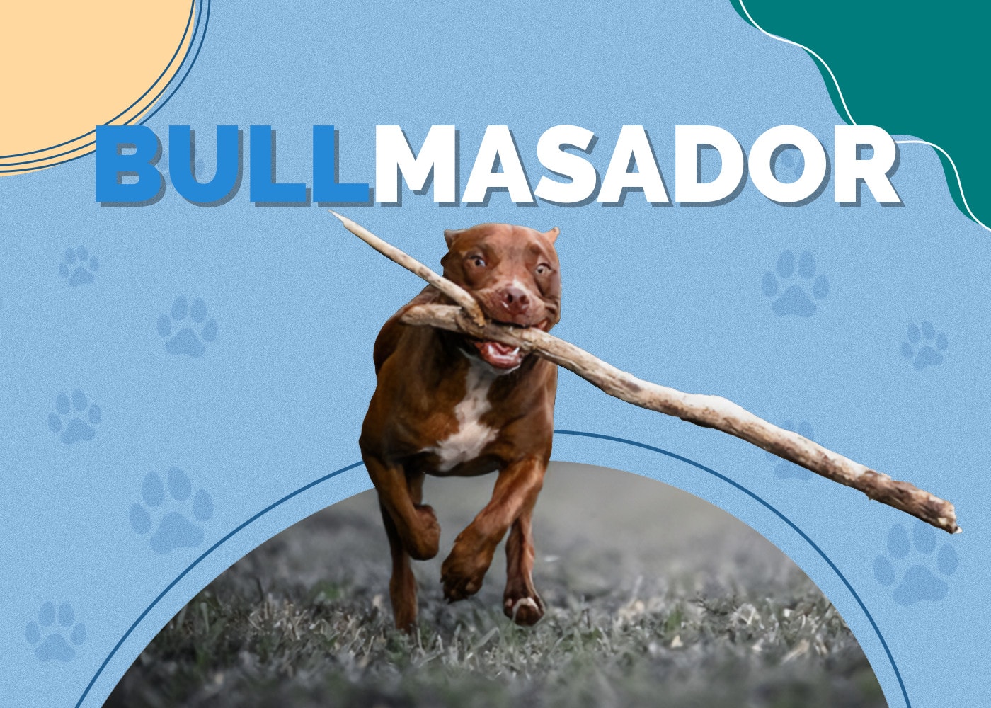 Mastiff Lab Mix (Bullmasador): Info, Pictures, Care & More