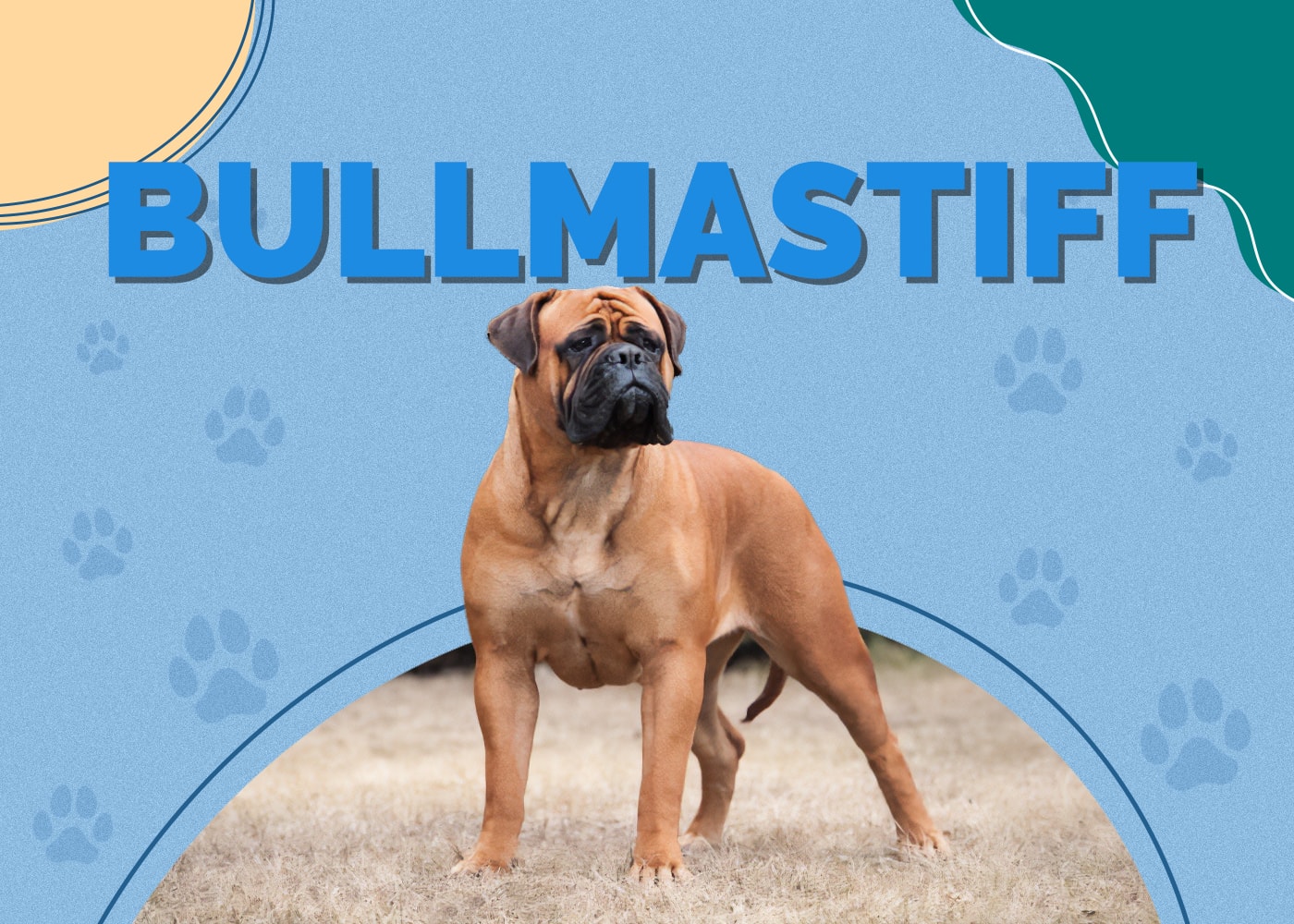 Bullmastiff Dog Breed Info: Pictures, Personality & Facts