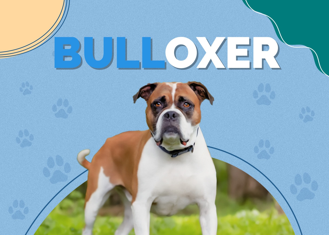Bulloxer (Boxer & American Bulldog Mix): Info, Pictures, Traits & Facts
