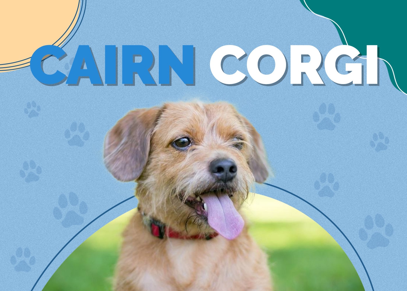Cairn Corgi (Cairn Terrier & Welsh Corgi Mix): Info, Pictures & Traits