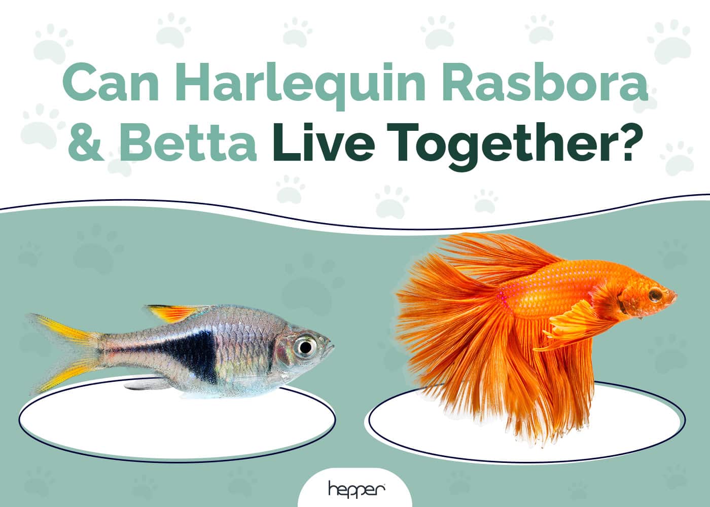 Can Harlequin Rasbora & Betta Fish Live Together? Cohabitation Science & Info