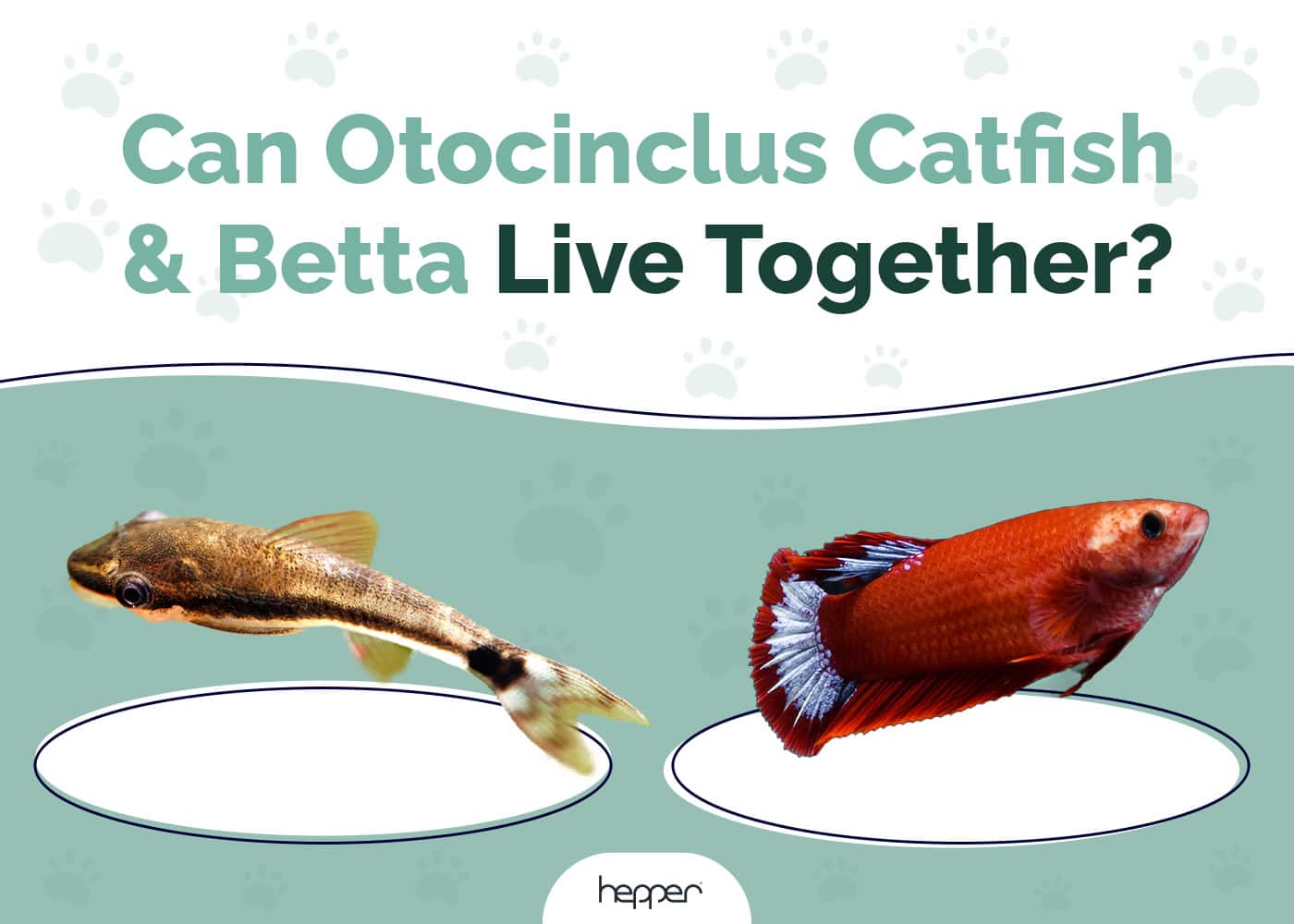 Can Otocinclus Catfish and Betta Fish Live Together? Our Vet Answers