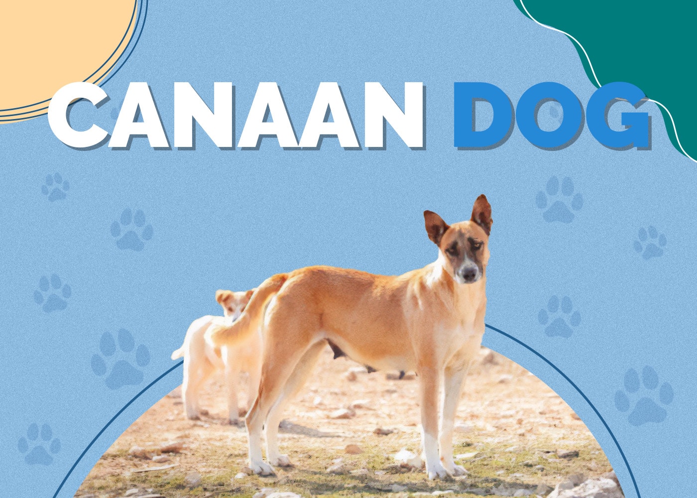 Canaan Dog Breed Info: Pics, Puppies, Traits & Facts
