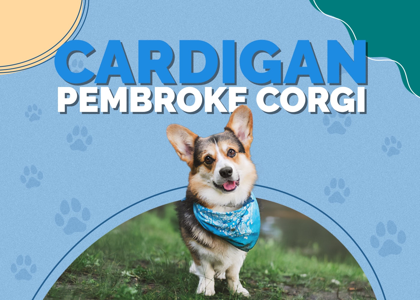 Cardigan Pembroke Corgi Mix: Info, Pictures, Characteristics & More
