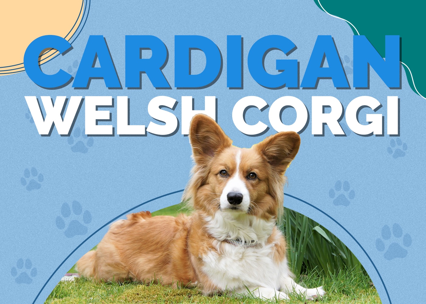 Cardigan Welsh Corgi Dog Breed Info, Pictures, Traits & Facts