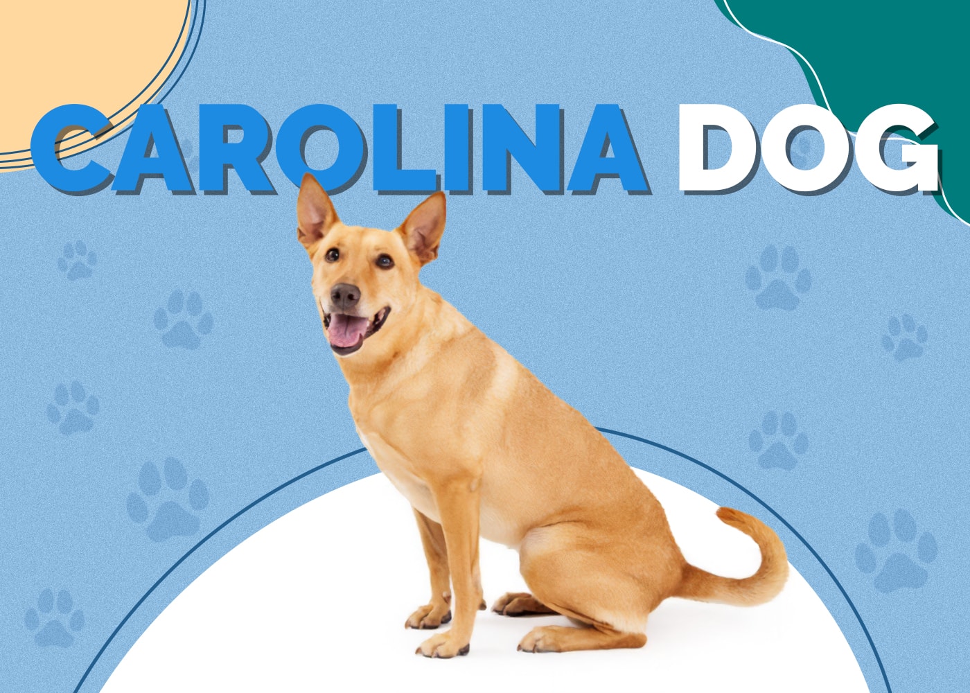 Carolina Dog (Dixie Dingo) Breed Info: Pictures, Facts & Traits