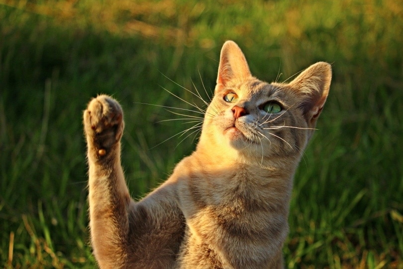 How to Teach Your Cat to High-Five in 8 Simple Steps
