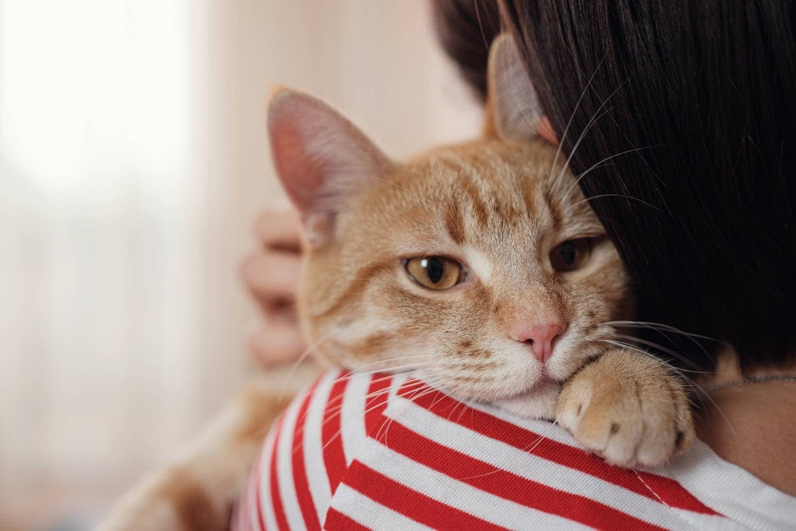 Why Does My Cat Eat My Hair? 5 Vet-Reviewed Reasons