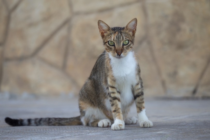 Do Cats Have Control Over Their Tails? Understanding Tail Movements & Body Language