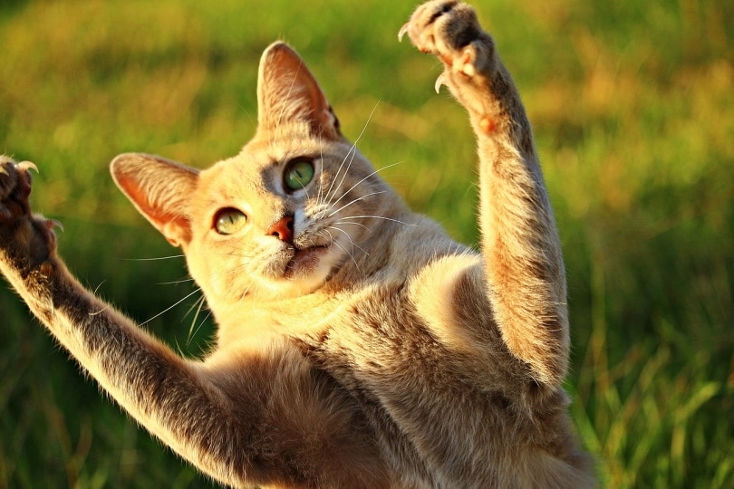 How Many Claws Do Cats Have? Feline Anatomy Facts & FAQ (Vet Reviewed)