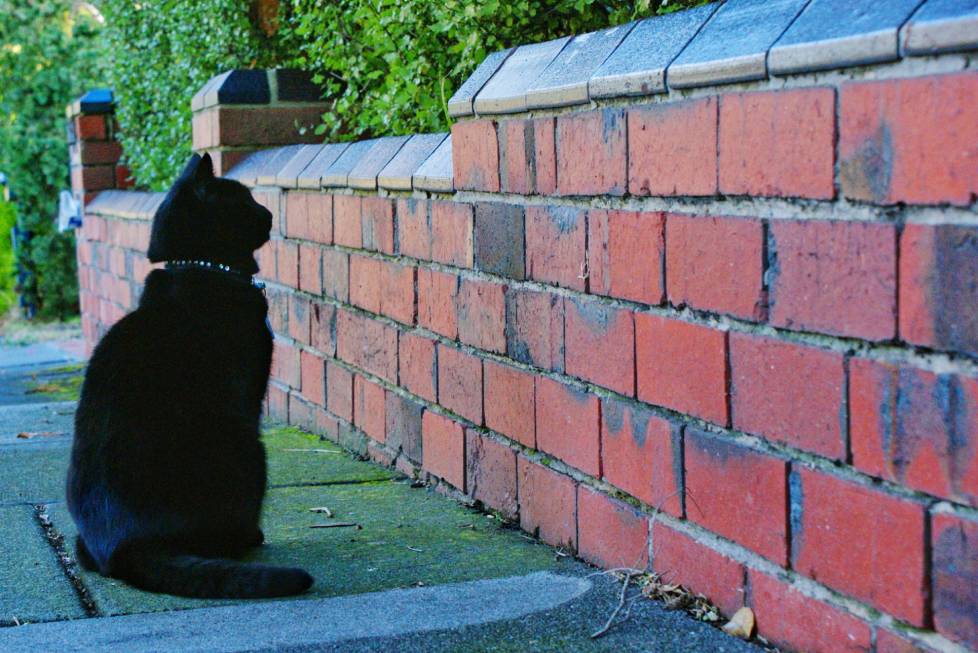 Why Do Cats Stare at Walls? 5 Vet-Verified Reasons for This Behavior