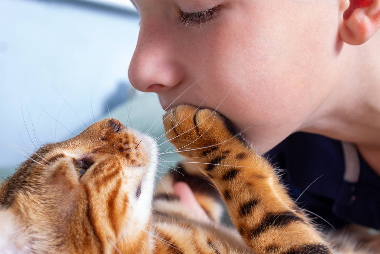 Why Do Cats Slap? 6 Possible Reasons