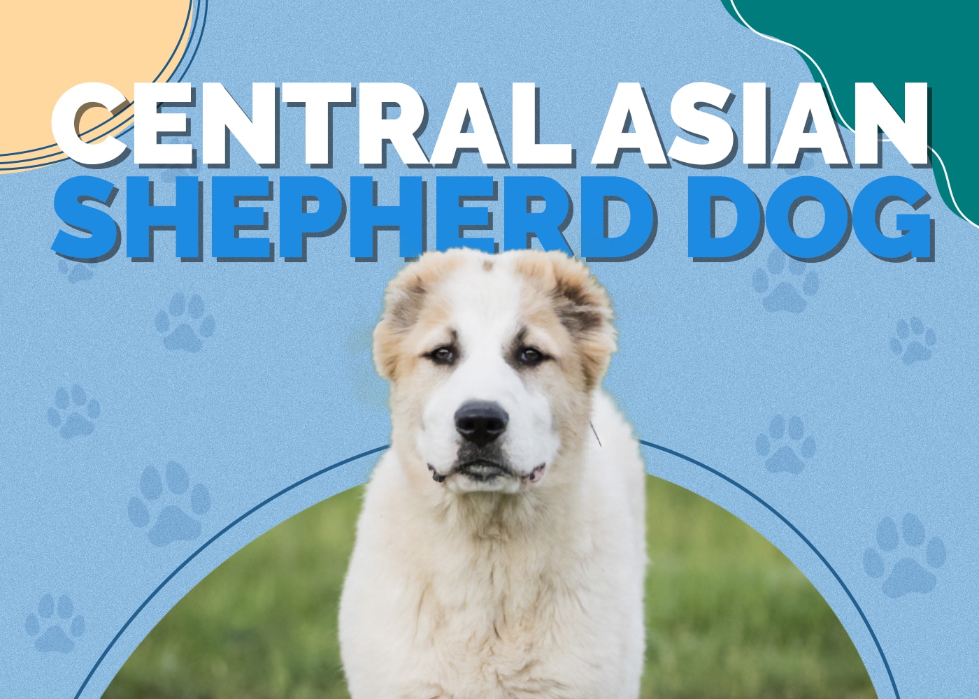 Central Asian Shepherd Dog Breed: Info, Pictures, Traits & Facts