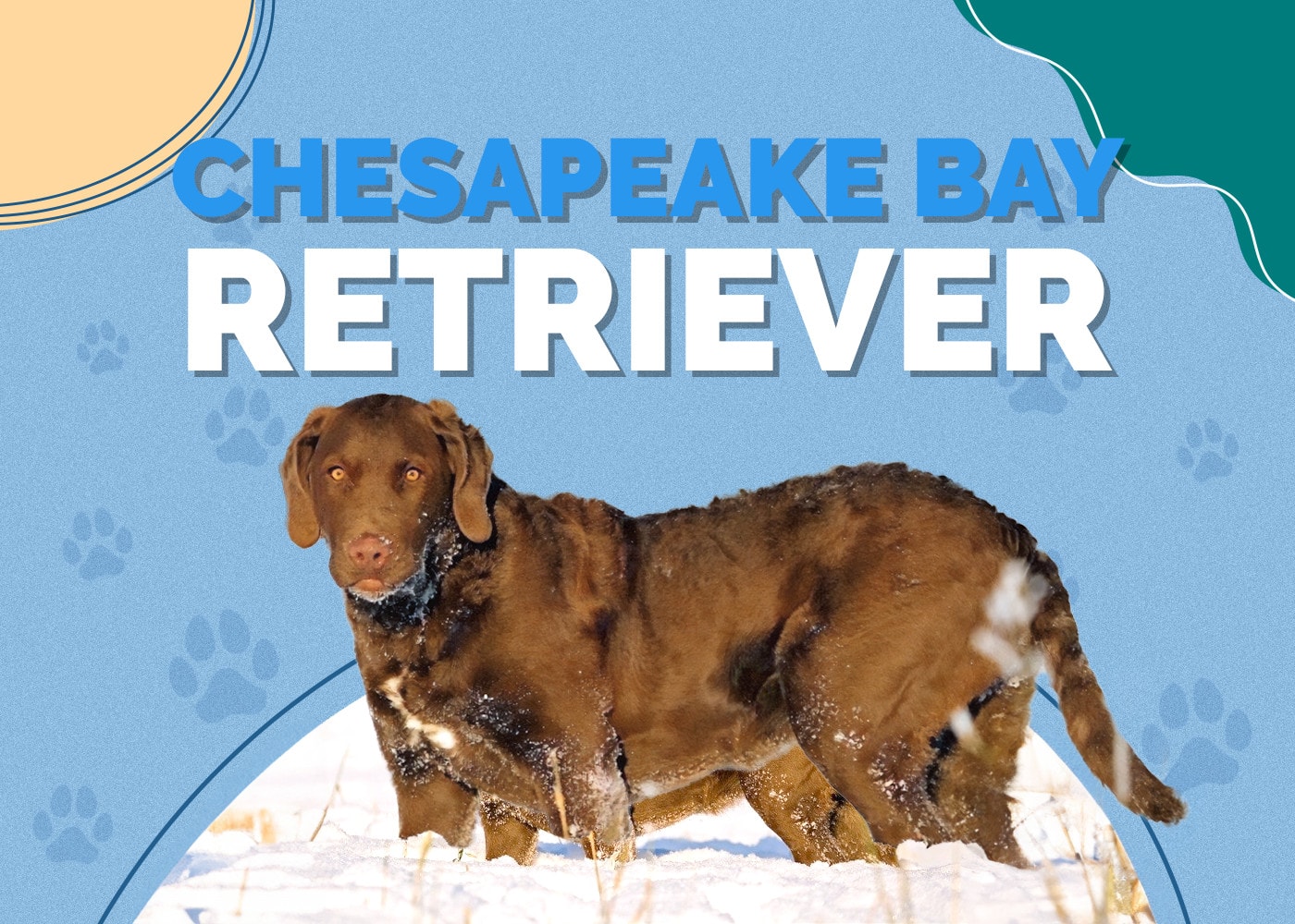 Chesapeake Bay Retriever | Dog Breed Info: Pictures, Traits & Facts