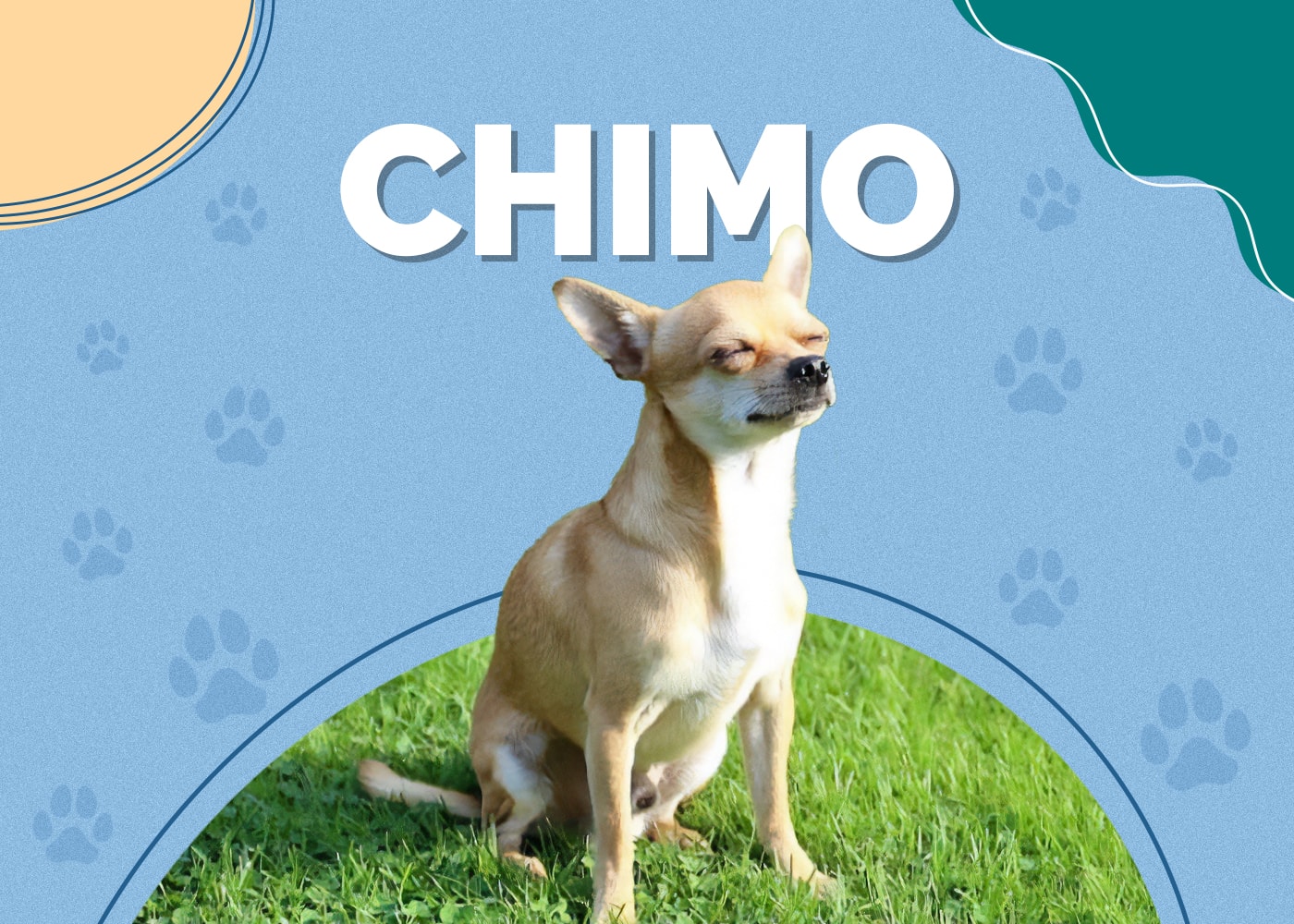 Chimo Dog (Chihuahua & American Eskimo Mix) Info, Pictures, Facts
