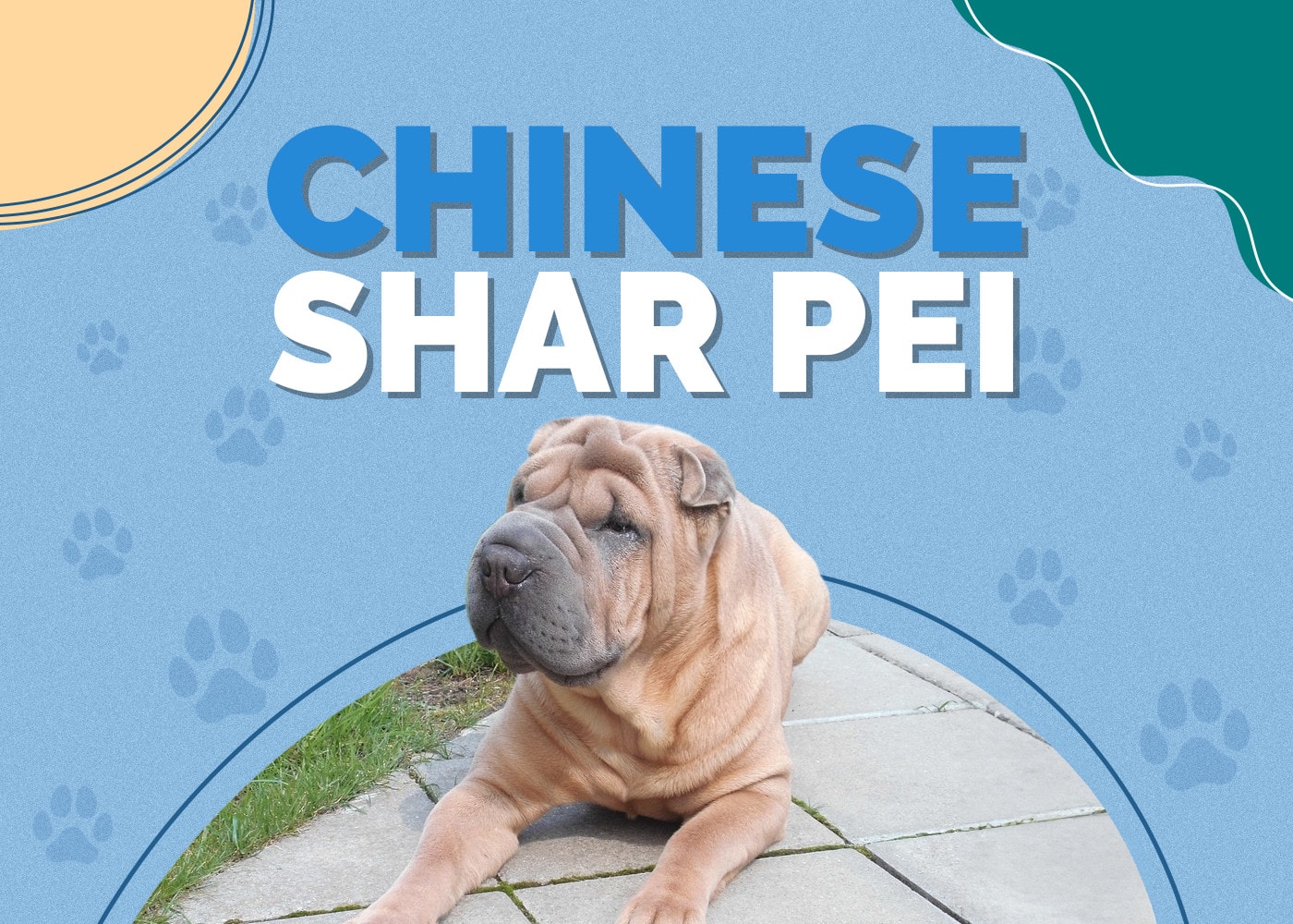 Chinese Shar Pei Dog Breed Info: Pictures, Personality & Facts