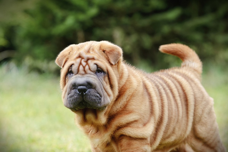 18 Vet-Reviewed Shar Pei Pros & Cons to Know Before You Get One