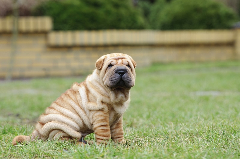 How Long Does It Take to Potty Train a Dog? Vet-Approved Tips