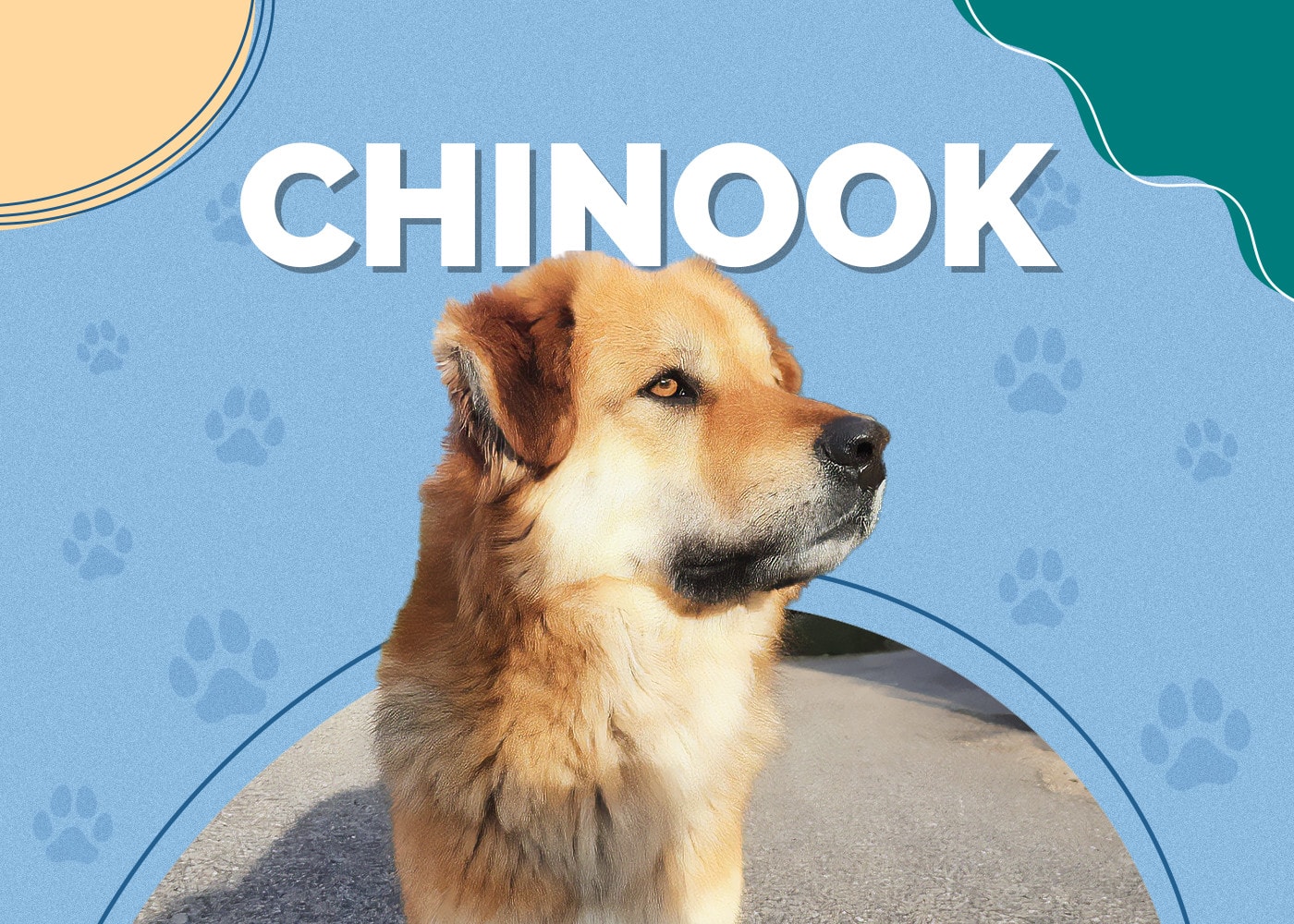 Chinook Dog Breed: Info, Pictures, Traits & Facts