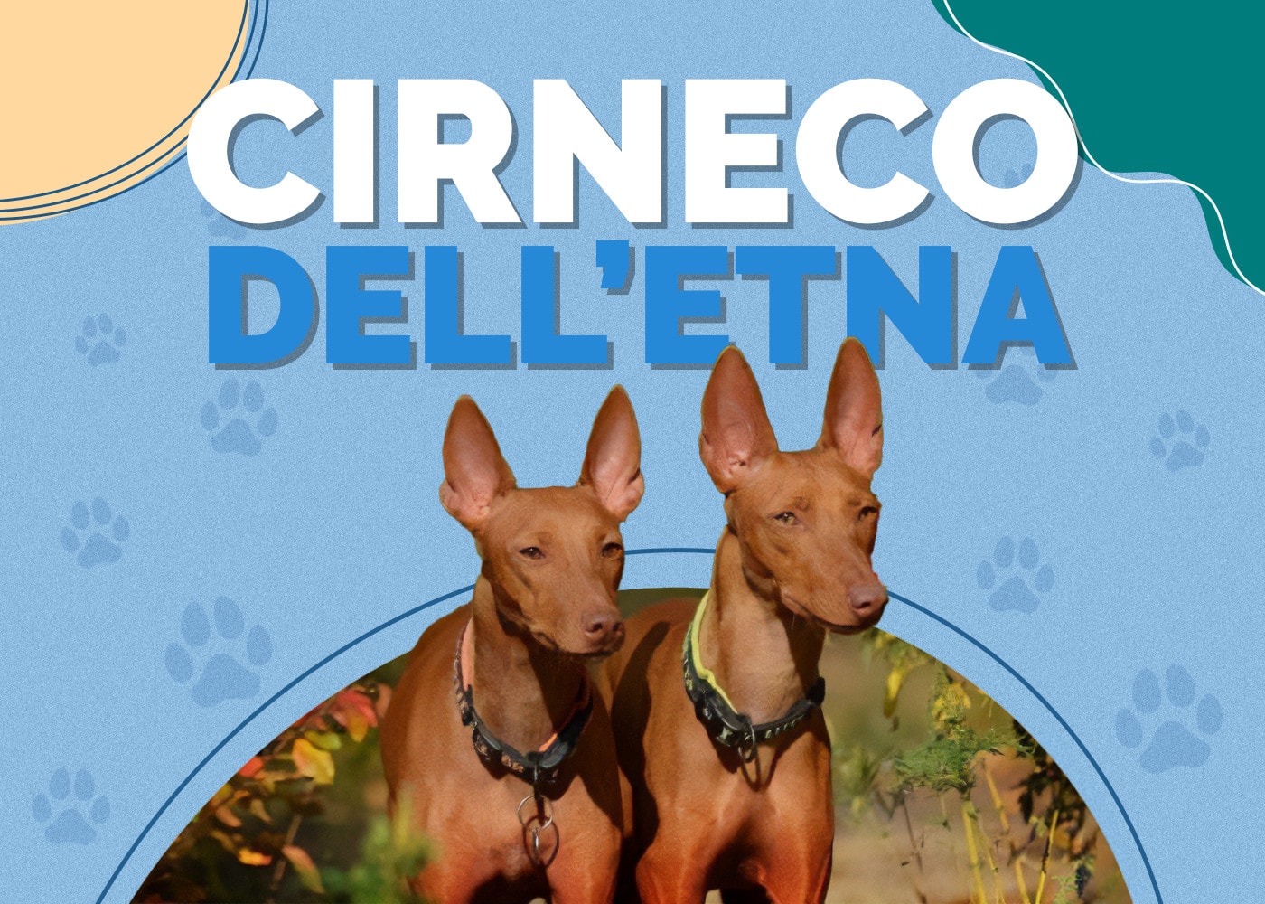 Cirneco dell'Etna Dog Breed Info: Pictures, Traits, Care & Facts
