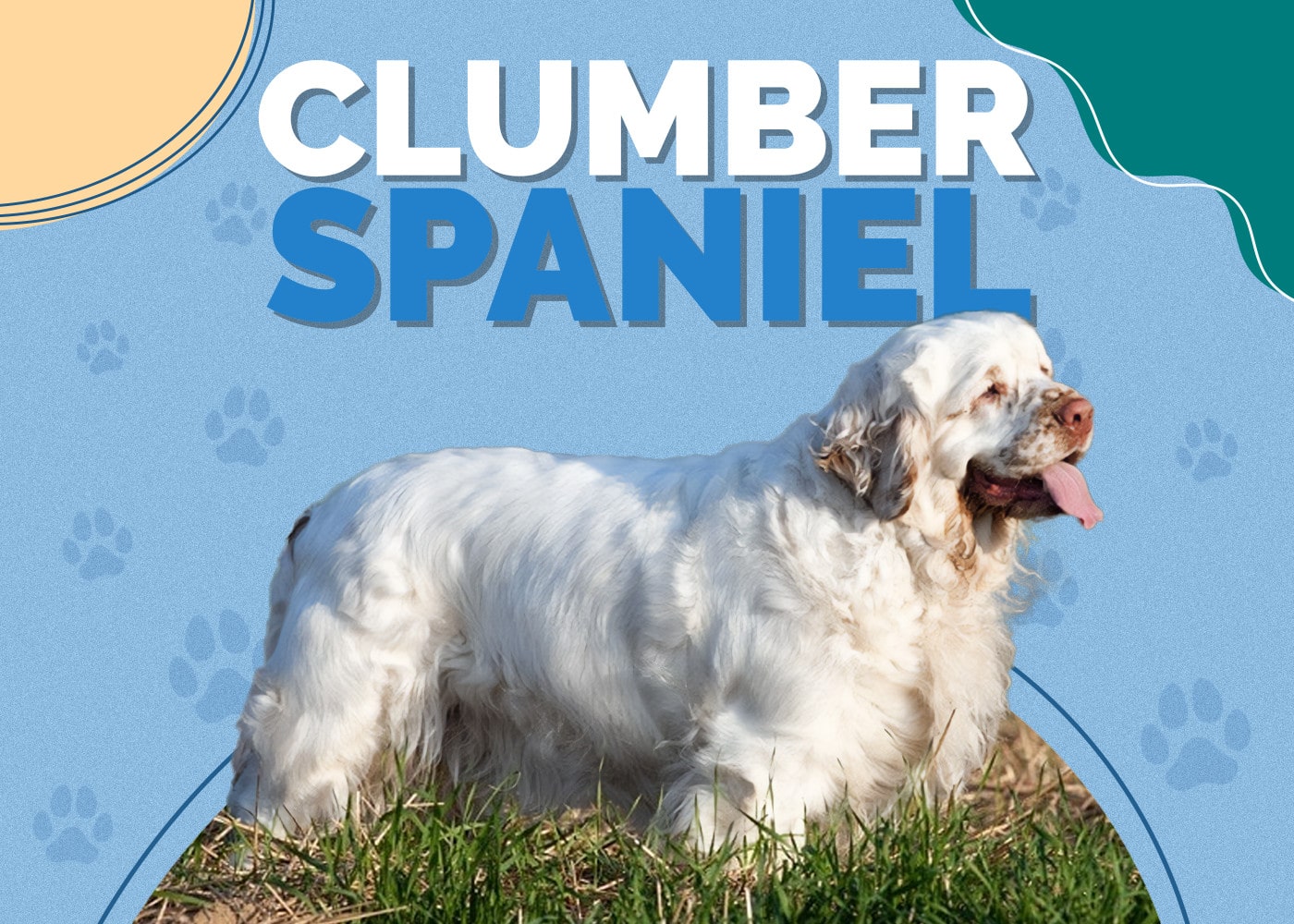 Clumber Spaniel | Breed Info: Pictures, Personality, Facts & Traits