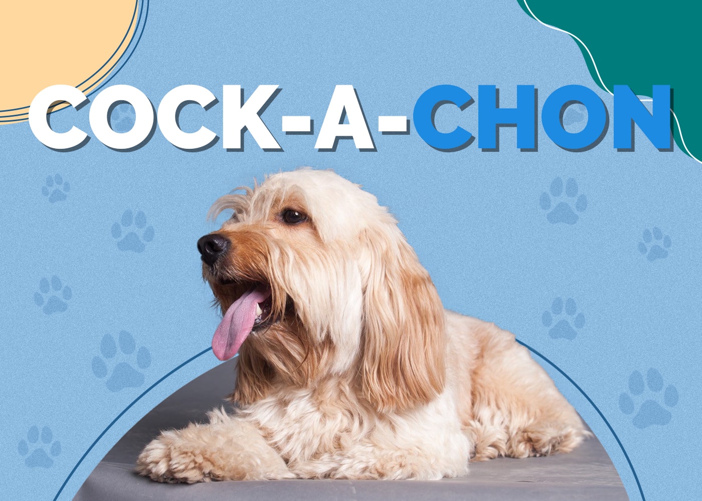 Cock-A-Chon (Cocker Spaniel & Bichon Frise Mix): Info, Pictures, Facts