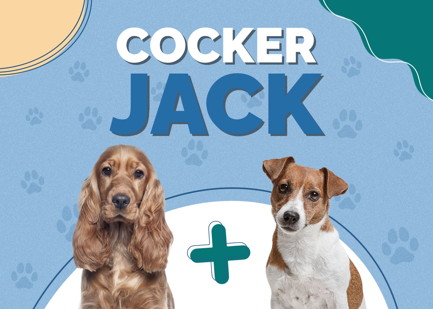 Cocker Jack (Cocker Spaniel & Jack Russell Terrier Mix): Info, Pictures, Facts