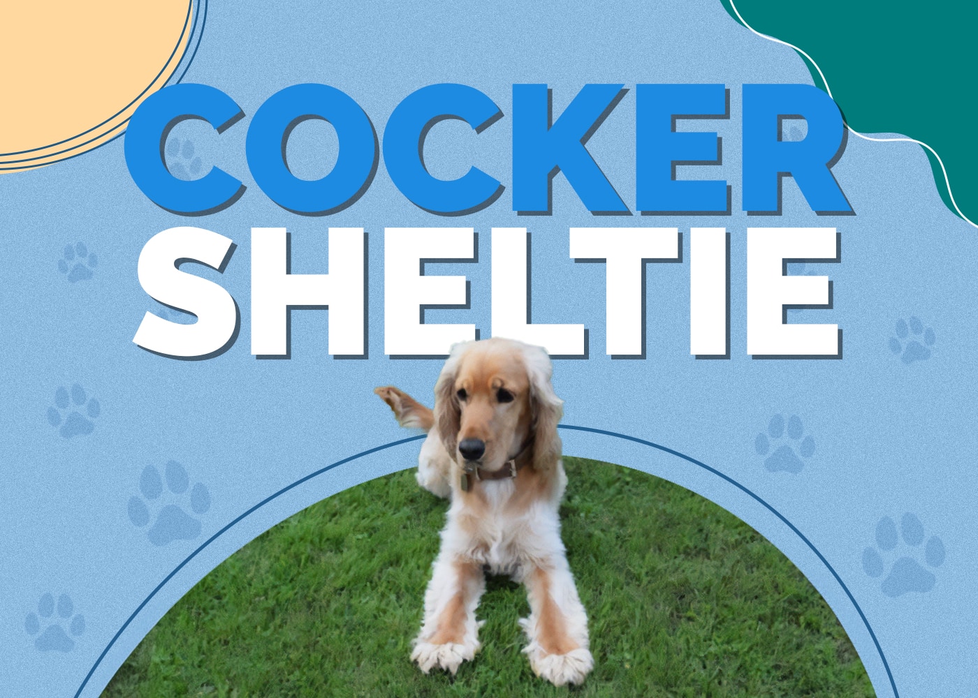 Cocker Sheltie (Cocker Spaniel & Shetland Sheepdog Mix): Info, Pictures & More