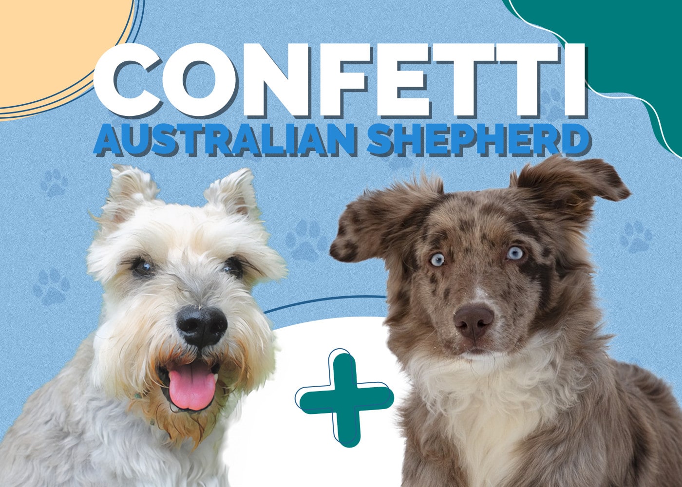 Confetti Australian Shepherd (Mini Schnauzer & Aussie Shepherd): Info, Pictures, Facts