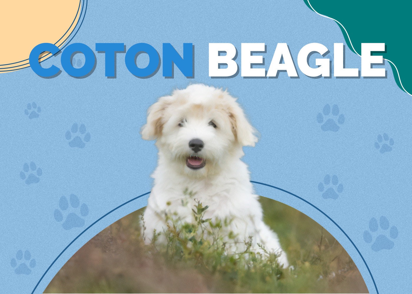 Coton Beagle Dog Breed Info: Pictures, Personality & Facts