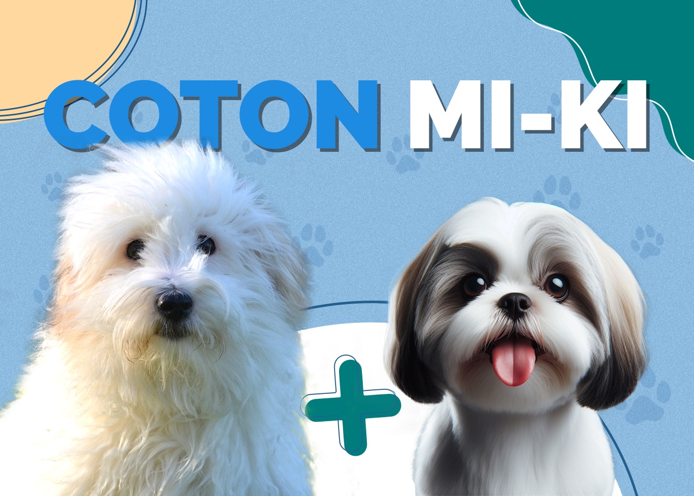 Coton Mi-Ki Dog Breed Info: Pictures, Traits & Facts