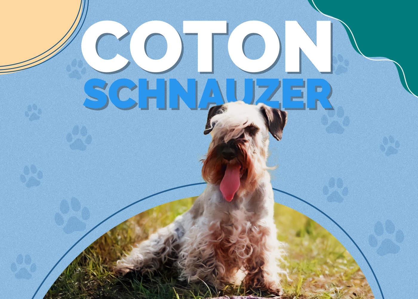 Coton Schnauzer (Coton de Tulear & Miniature Schnauzer Mix) | Dog Breed Info: Pictures, Traits