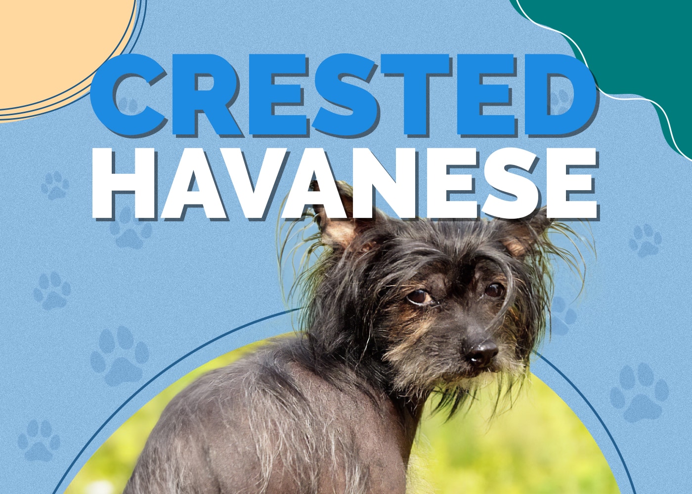 Crested Havanese (Chinese Crested & Havanese Mix) Dog Breed Info: Pictures, Personality & Facts