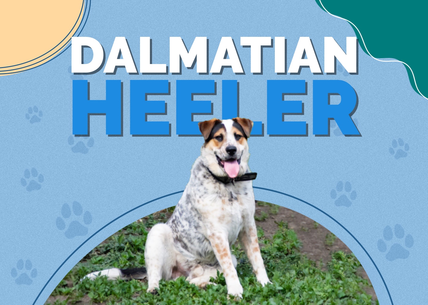 Dalmatian Heeler (Dalmatian & Blue Heeler Mix): Info, Pictures, Facts, Traits
