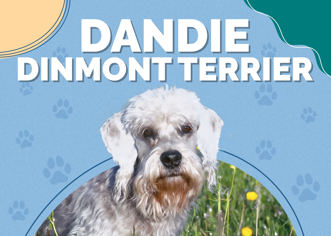 Dandie Dinmont Terrier | Dog Breed Info: Pictures, Personality & Facts