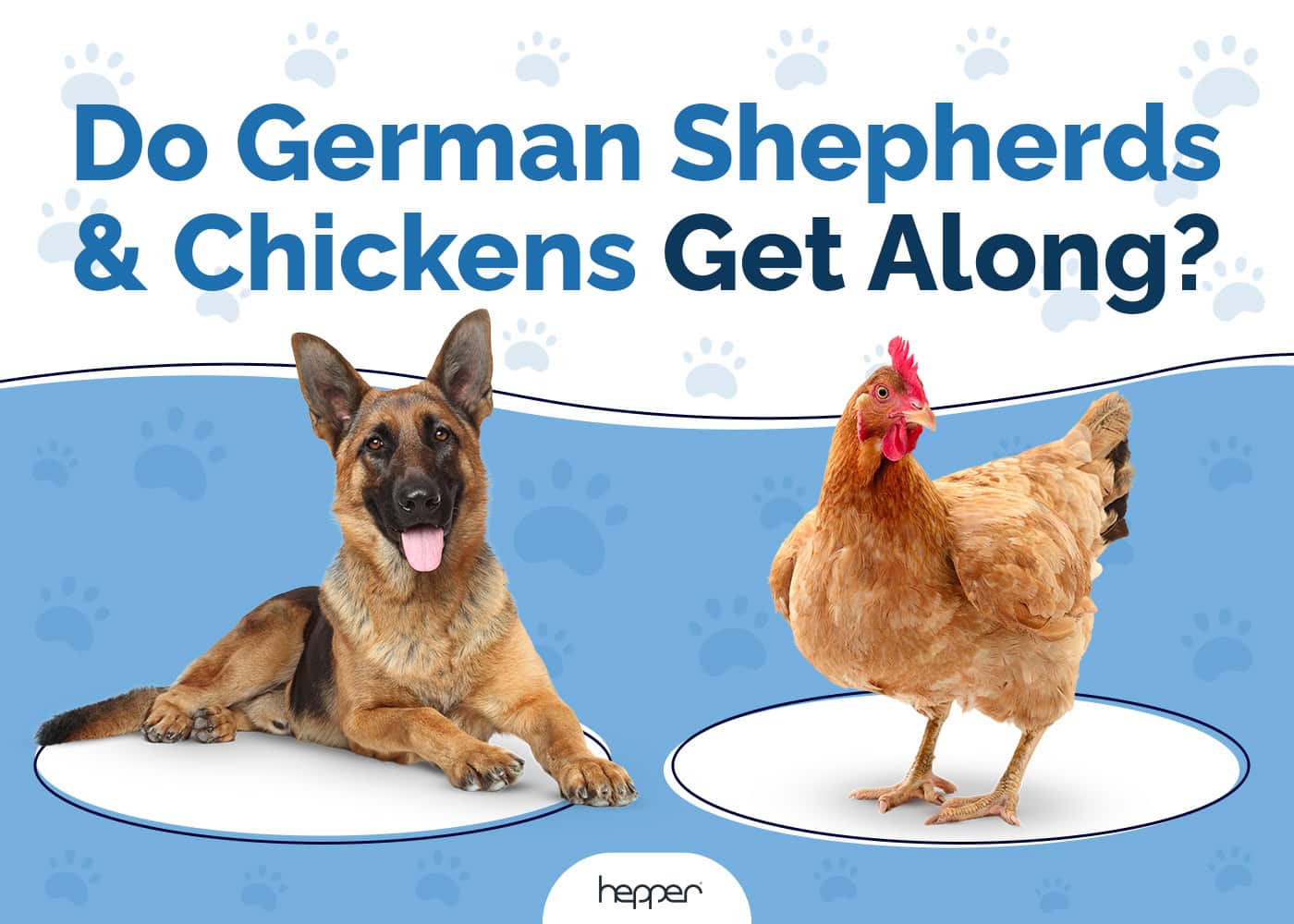 Do German Shepherds Get Along With Chickens? Compatibility Facts & FAQ
