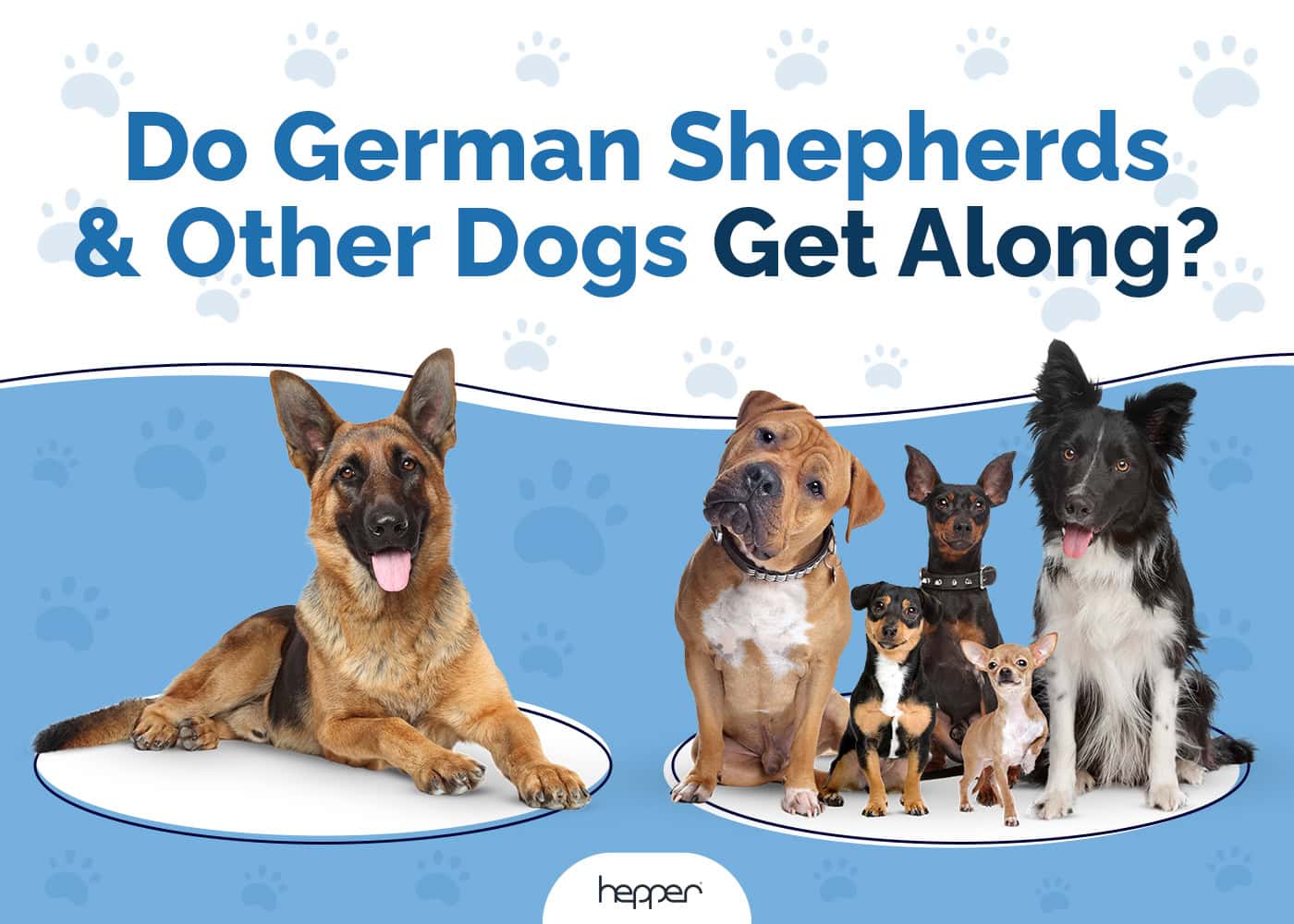 Do German Shepherds Get Along With Other Dogs? Compatibility Facts & FAQ