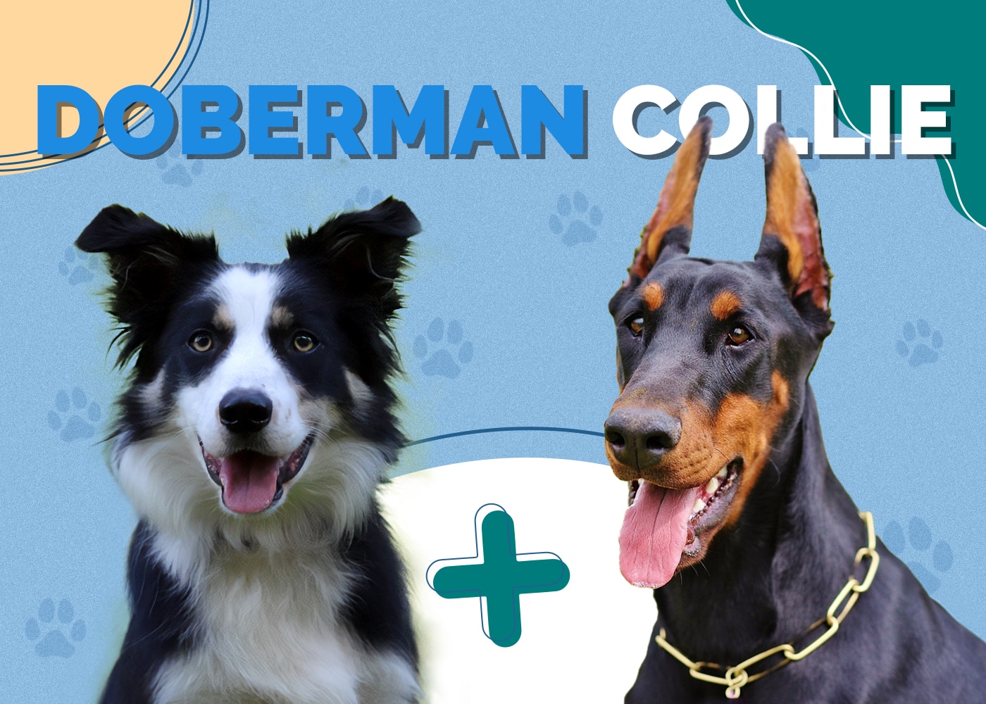 Doberman Collie (Doberman Pinscher & Border Collie Mix) Mixed Breed Info: Pictures, Personality & Facts