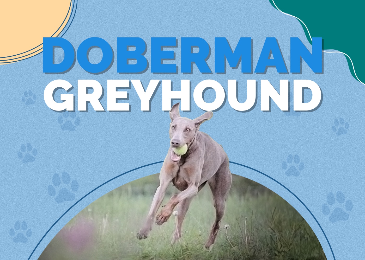 Doberman Greyhound (Doberman Pinscher & Greyhound Mix): Info, Pictures & More