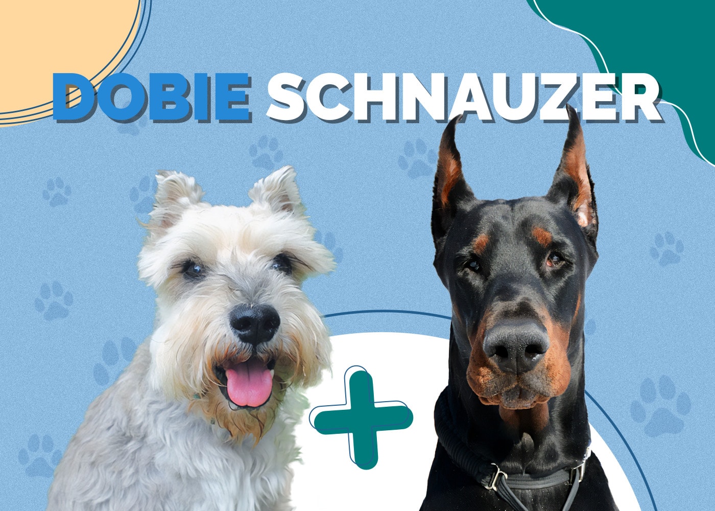 Dobie Schnauzer (Dobermann Pinscher & Standard Schnauzer Mix) Info & Facts