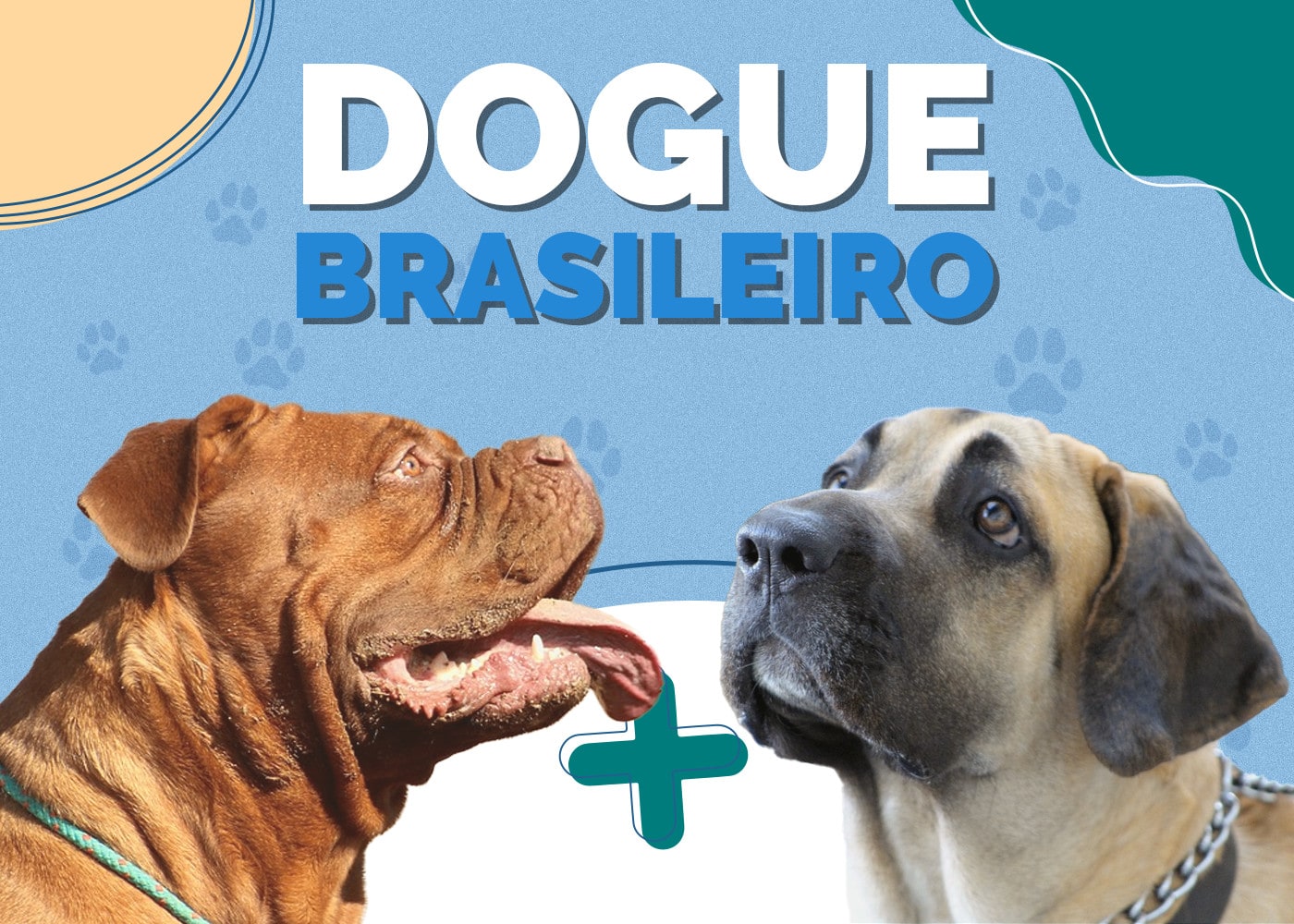 Dogue Brasileiro Dog Breed Info: Pictures, Traits & Facts