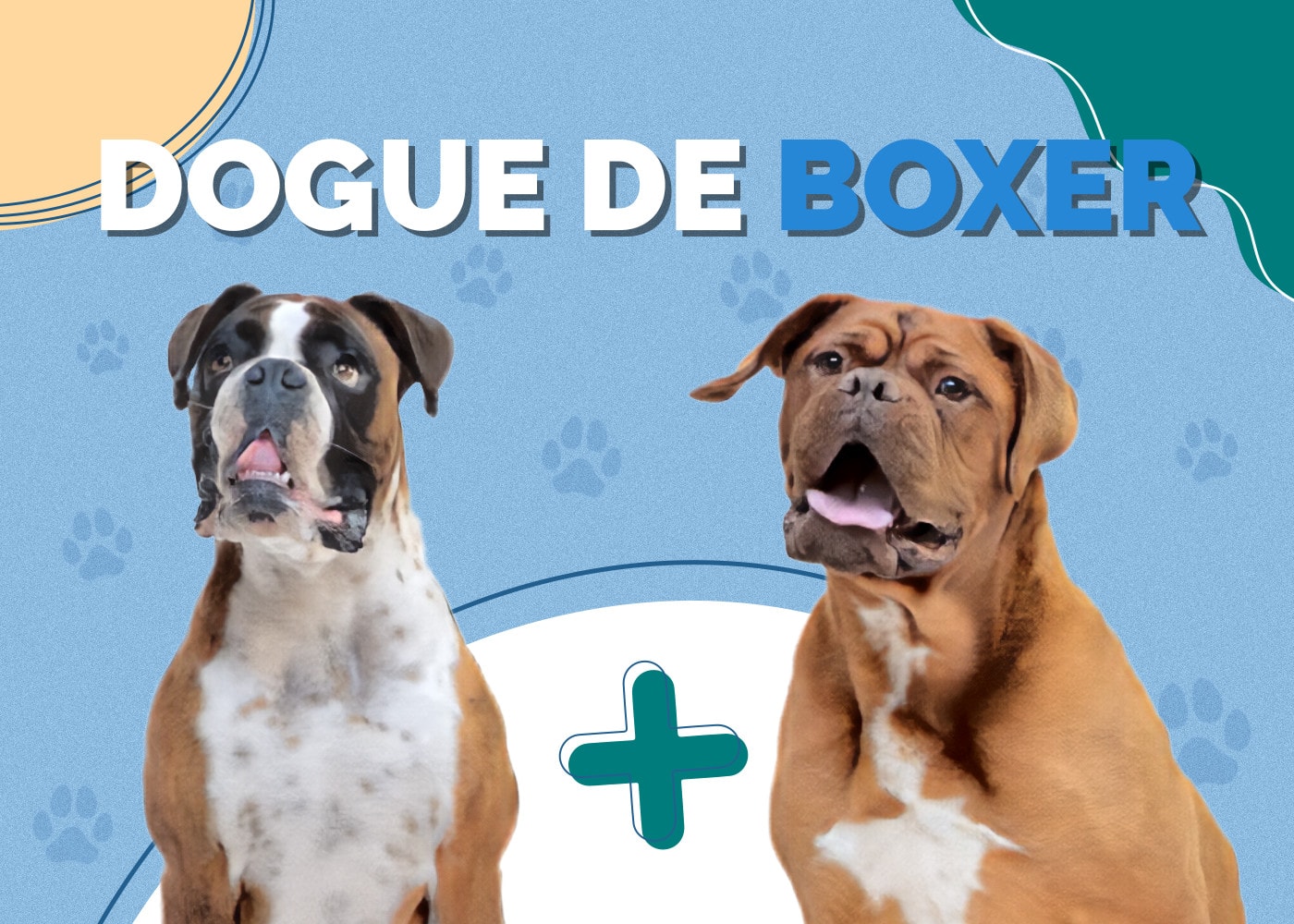 Dogue De Boxer (Boxer & Dogue De Bordeaux Mix): Info, Pictures, Traits