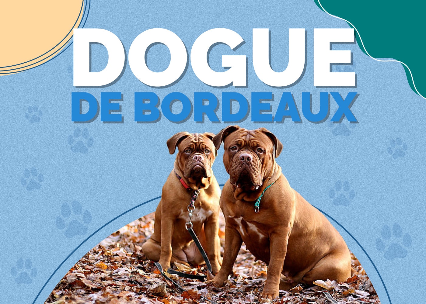 Dogue de Bordeaux Dog Breed Info: Pictures, Traits & Facts