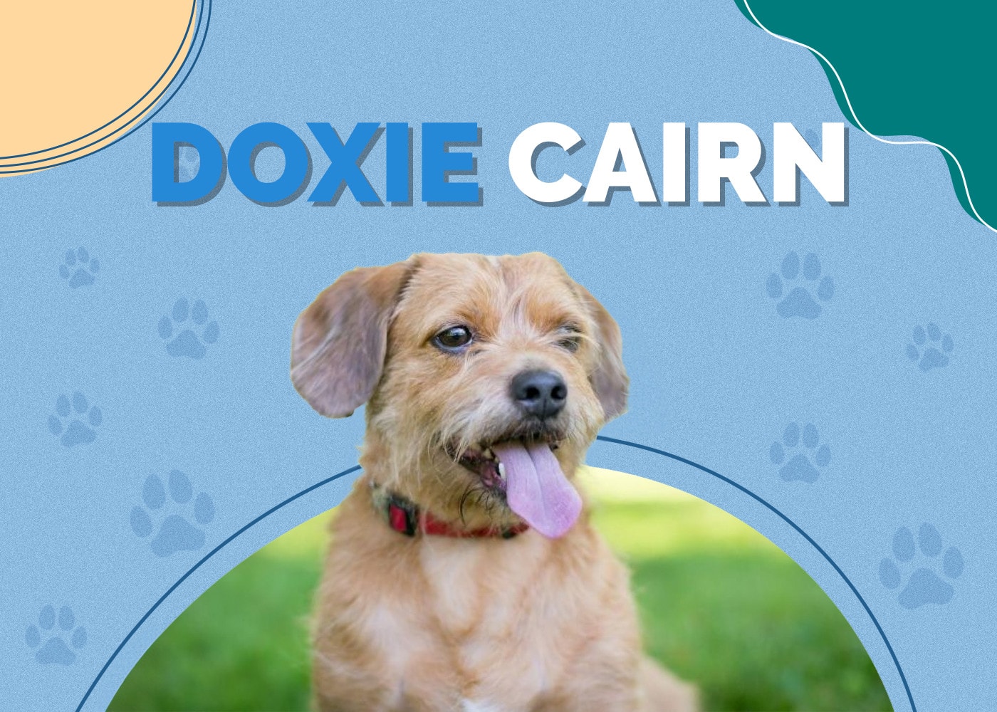 Doxie Cairn (Cairn Terrier & Dachshund Mix) Info, Pictures, Traits