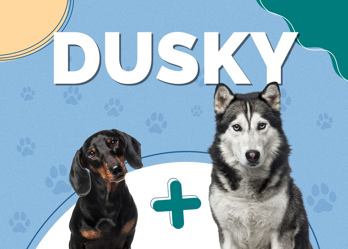 Dusky (Dachshund & Siberian Husky Mix): Info, Pictures, Facts, Traits