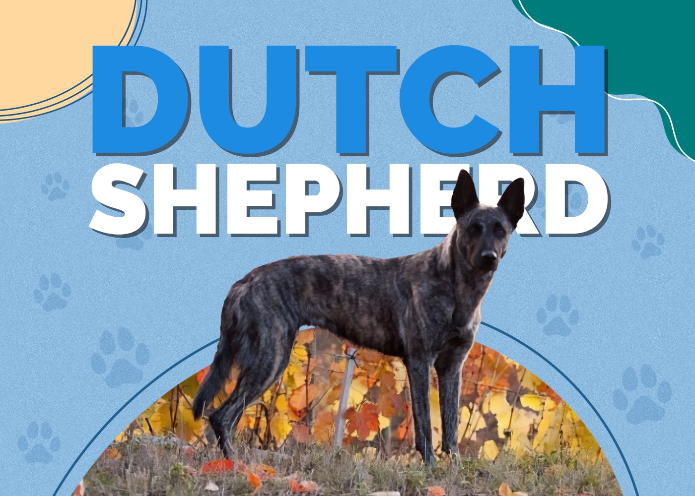 Dutch Shepherd Dog Breed: Info, Pictures, Traits & More